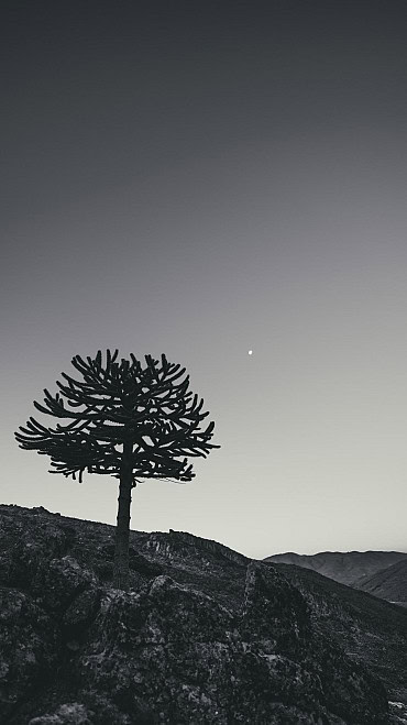 Nature Image 3